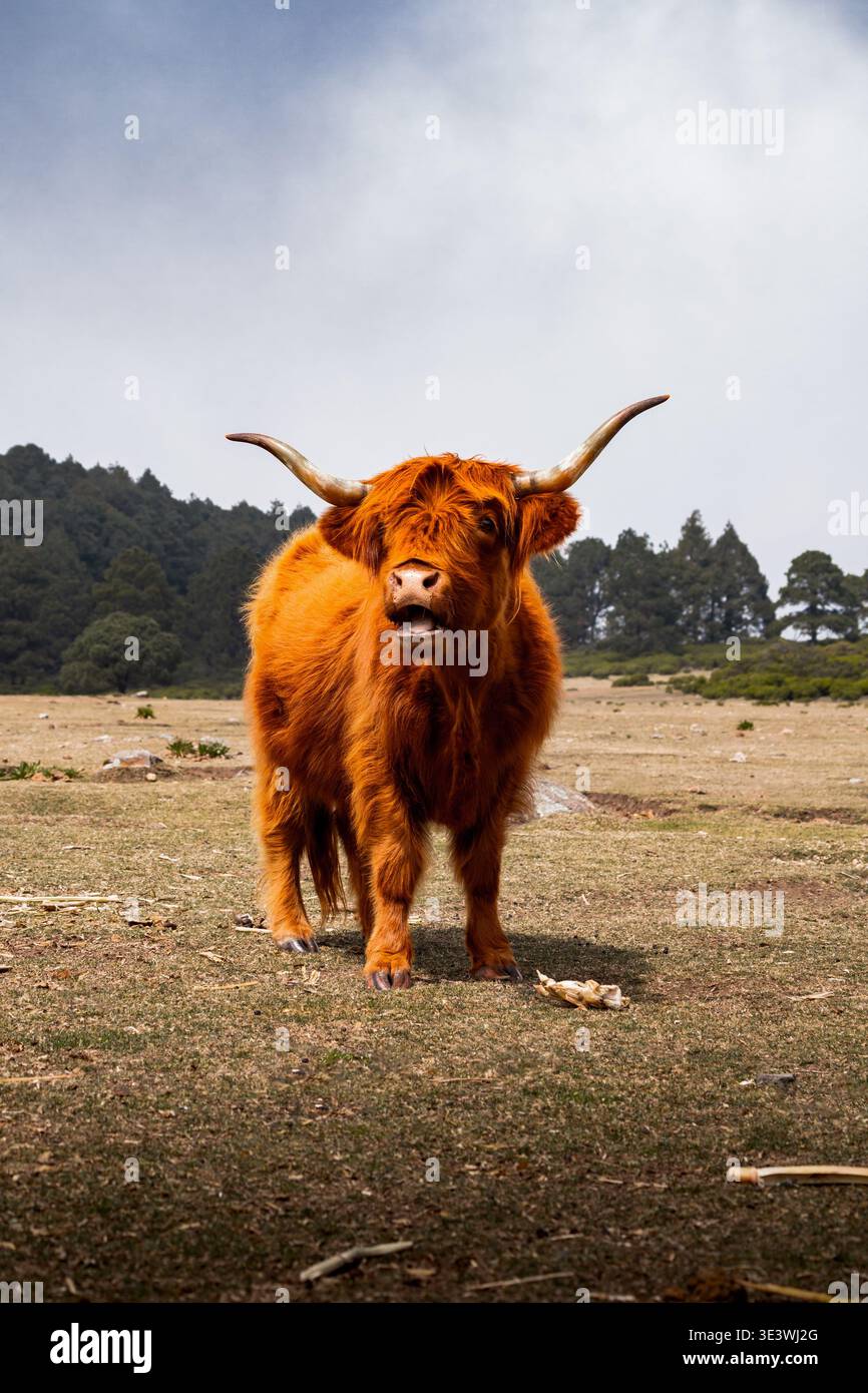 Maestoso bestiame delle Highland con spessi cappotti rossi e lunghe corna sono raffigurati sullo sfondo mozzafiato del paesaggio scozzese, che incarna il rugg Foto Stock