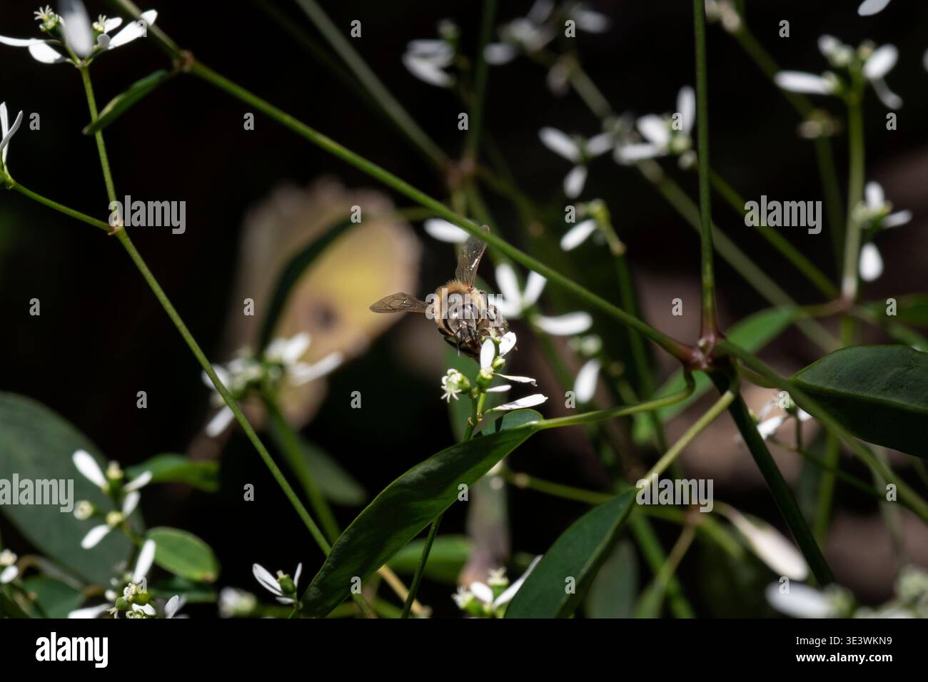 Primo piano di un'ape del miele che raccoglie nettare e impollina piccoli fiori bianchi in un ambiente naturale. Immagine macro della fauna selvatica Foto Stock