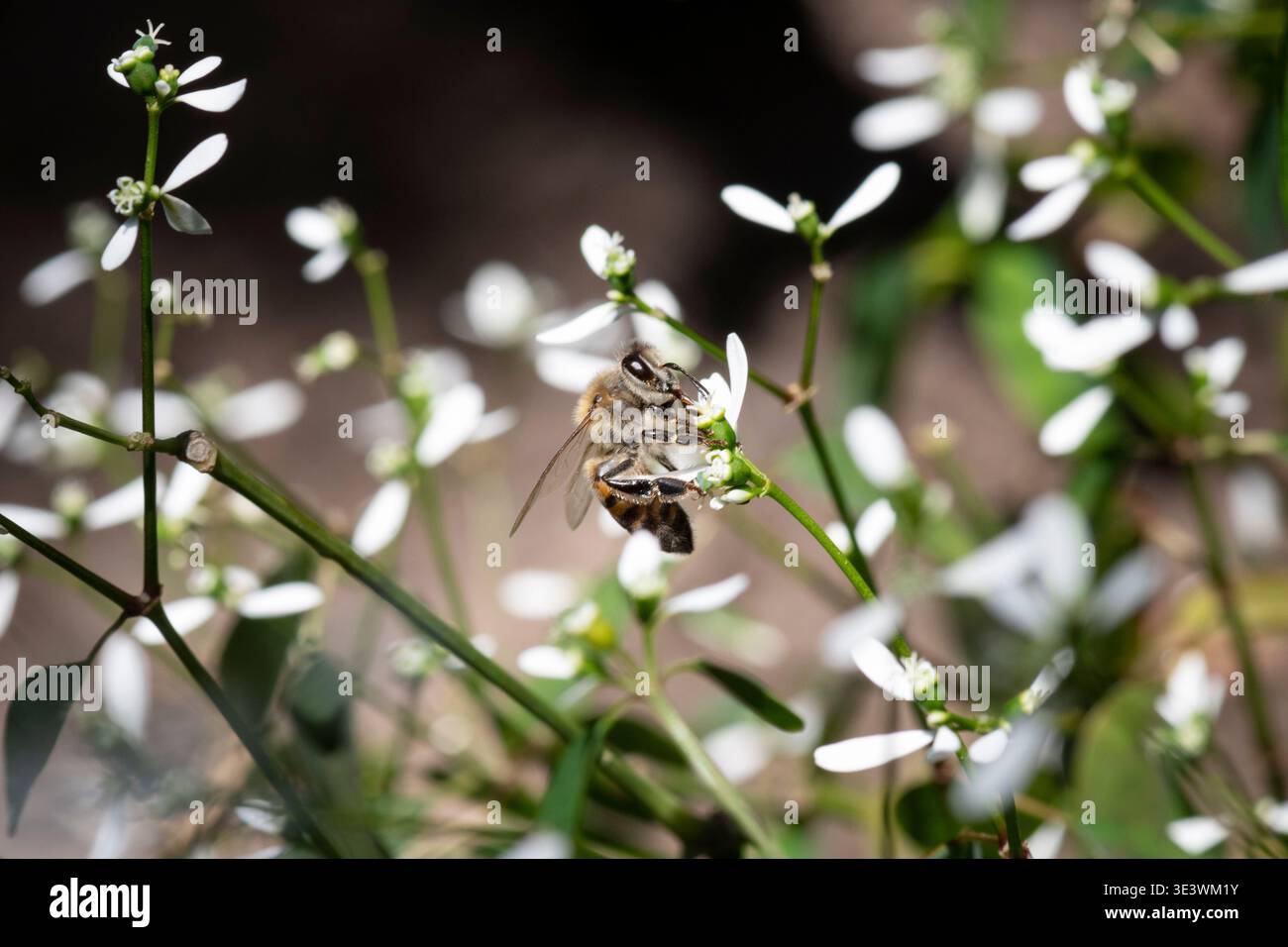 Macro shot di un'ape di miele che raccoglie nettare tra piccoli fiori selvatici bianchi in un ambiente naturale. Sfondo morbido. Foto Stock