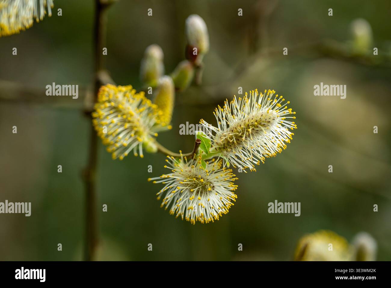 I salici di capra (salix caprea) crescono in primavera nei boschi dell'isola di wight. Foto Stock
