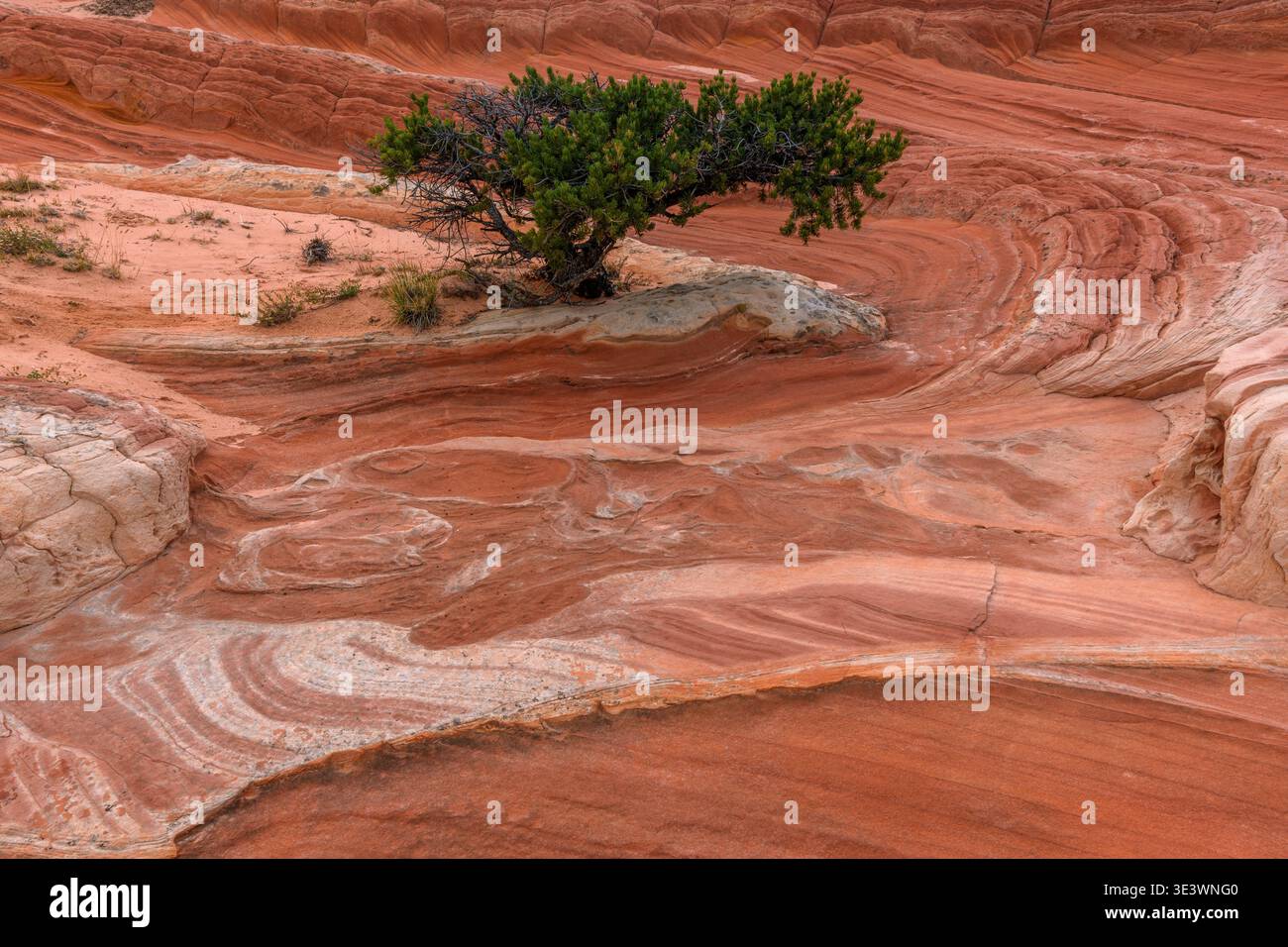 Formazioni di arenaria, Utah Juniper, White Pocket, Vermillion Cliffs National Monument, Paria Plateau, Arizona Foto Stock