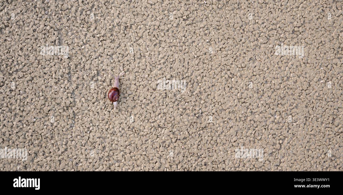 Piccola lumaca che strizza su una parete ruvida con spazio di copia, un'immagine concettuale per pazienza, perseveranza e lento progresso. Foto Stock