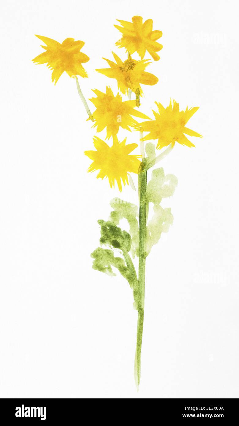 Suibokuga Sumi e disegno da training con acquerelli fiori di crisantemo gialli dipinti a mano su carta bianca Foto Stock