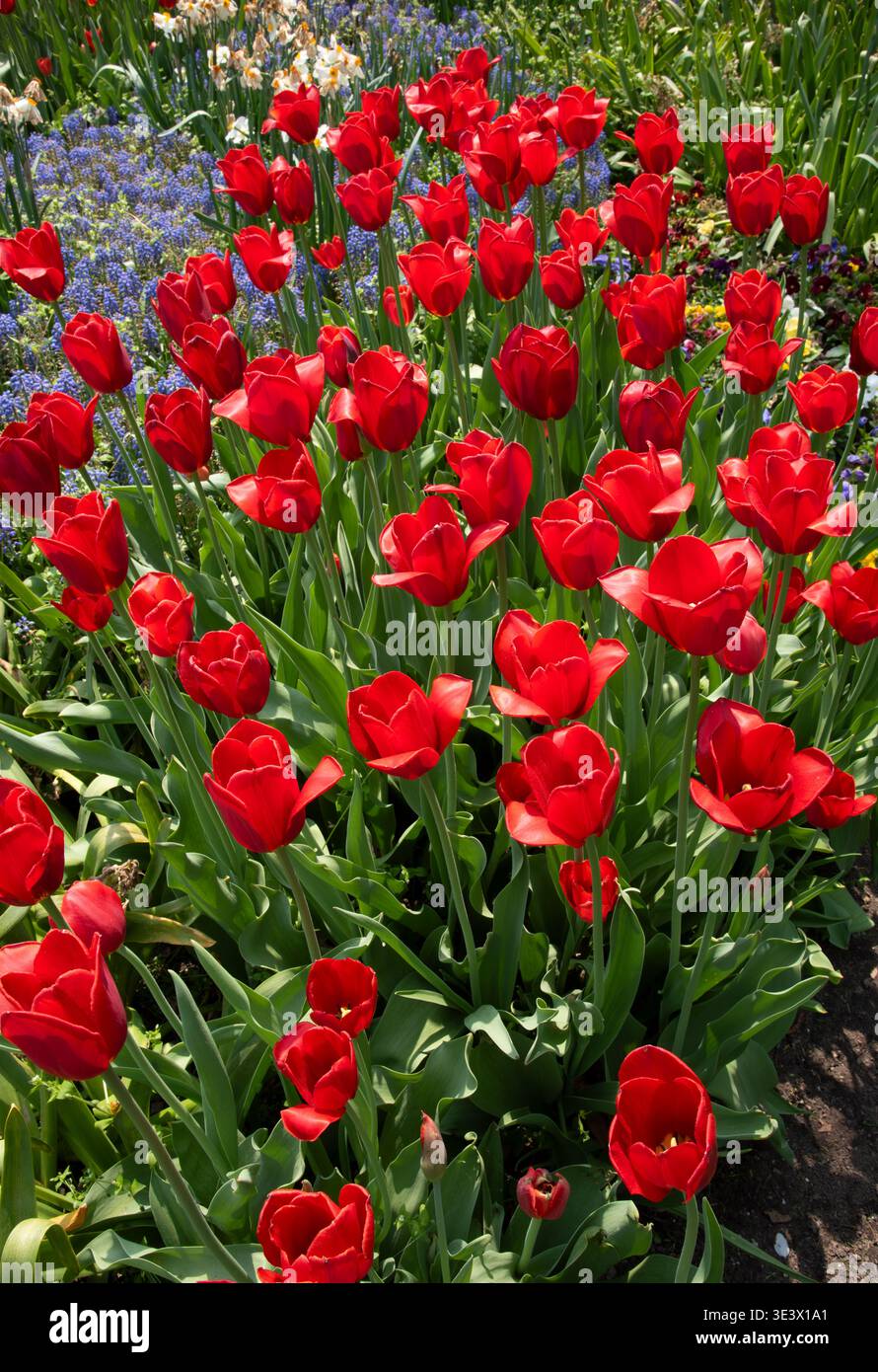 Tulipani rossi in fiore con alcuni Giacinto d'uva e narcisi sullo sfondo in formato verticale o verticale Foto Stock