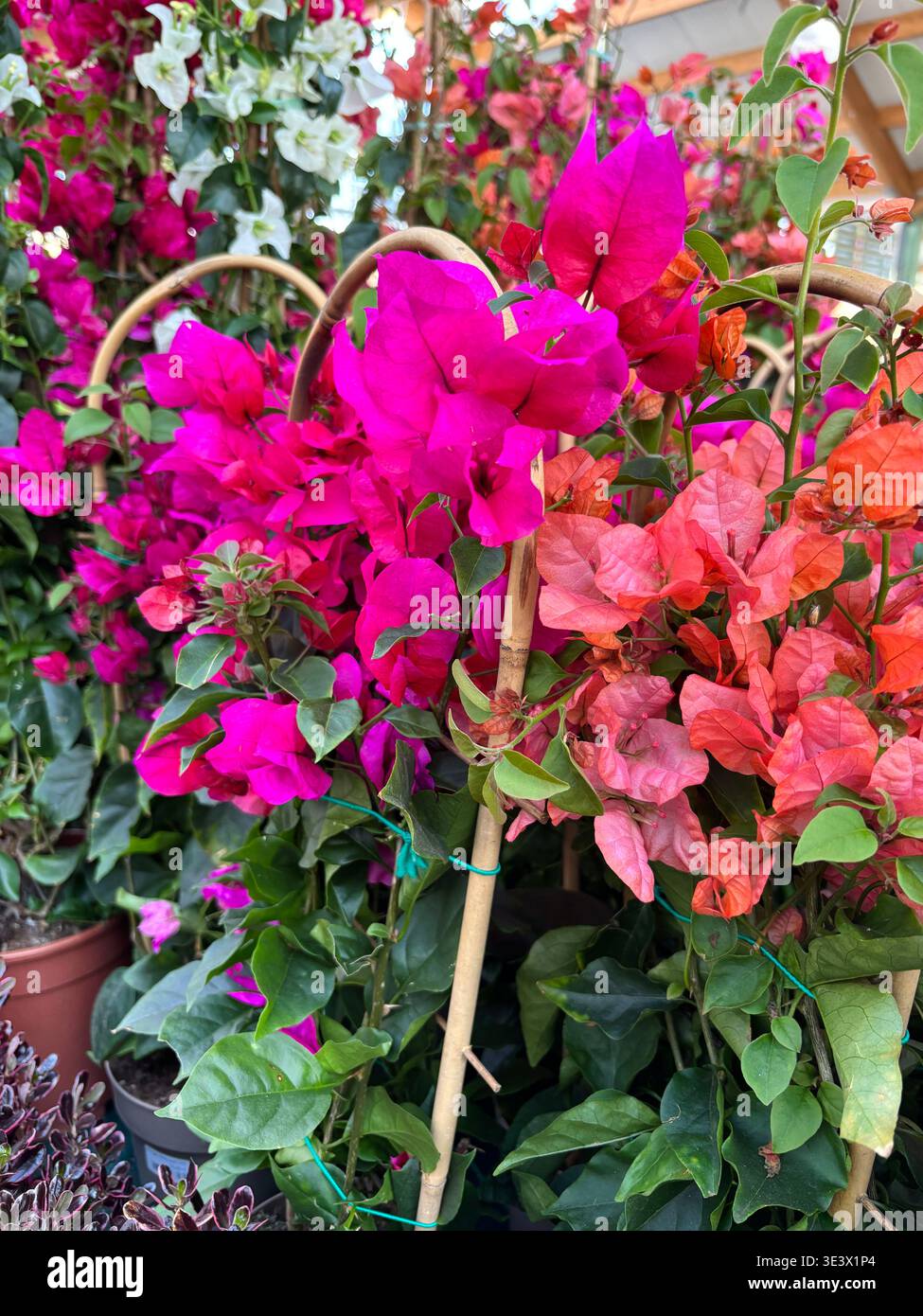 Primo piano di fucsia e bouganville di aranci in fiore in un giardino soleggiato. Foto Stock