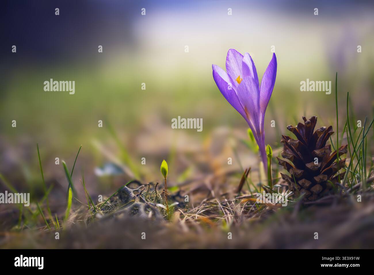 Primo piano in fiore di croco viola che cresce accanto al cono di pino nella luce mattutina del prato molle Foto Stock