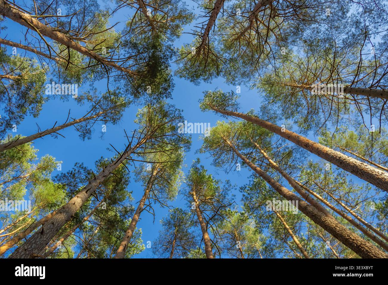 Fotografia ad angolo basso che cattura i tronchi alti e i rami di pini in una foresta di conifere mentre si estendono verso un cielo azzurro Foto Stock
