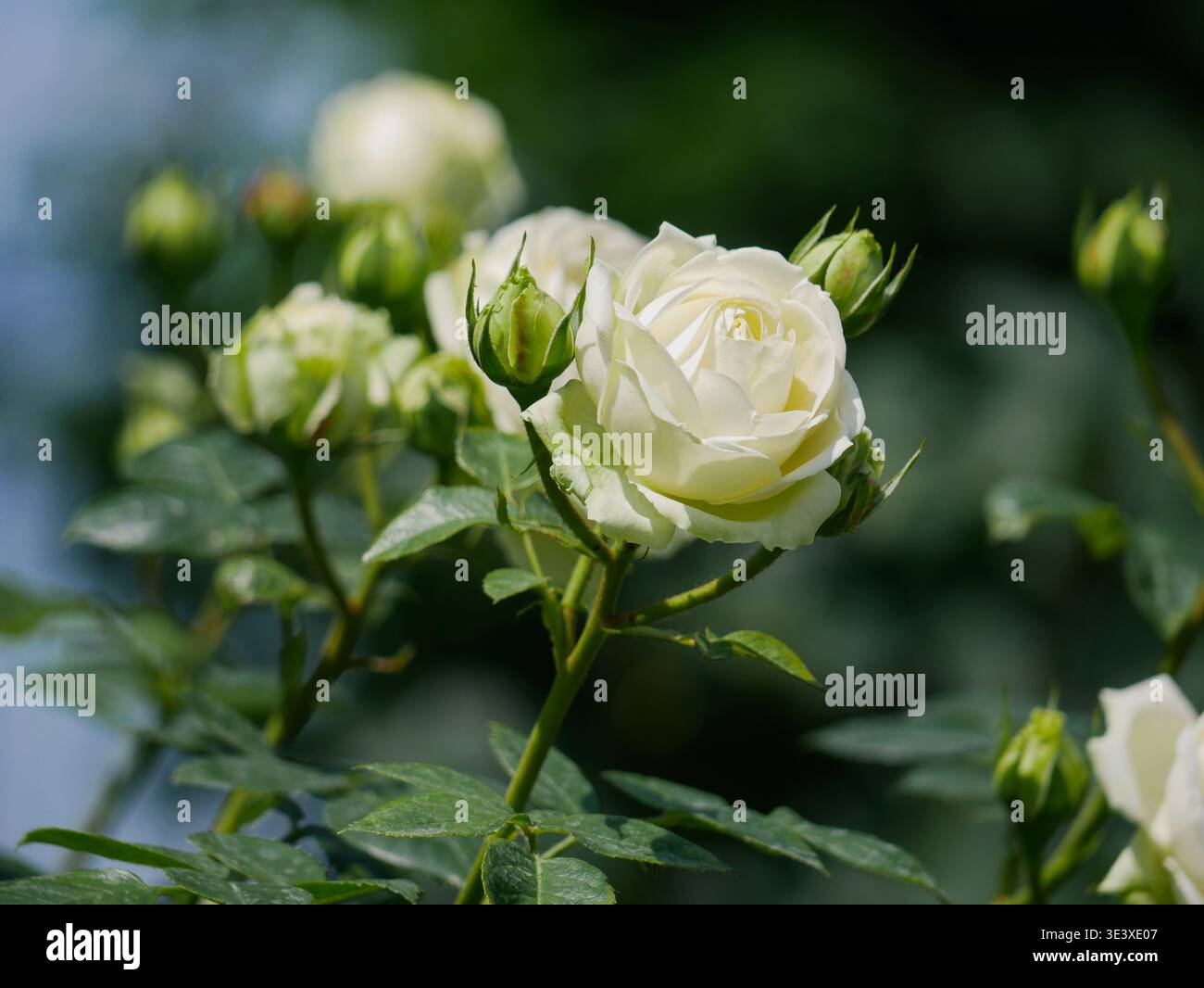 Primo piano di rose e gemme bianche alla luce del sole, foglie verdi lussureggianti, morbido bokeh. Elegante sfondo floreale per matrimoni, romanticismo, natura e temi di lusso. Foto Stock