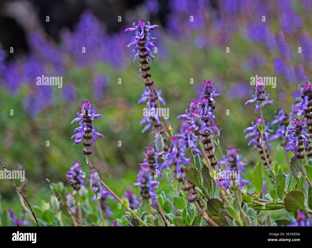 Plectranthus ornatus fiori su sfondo naturale Foto Stock