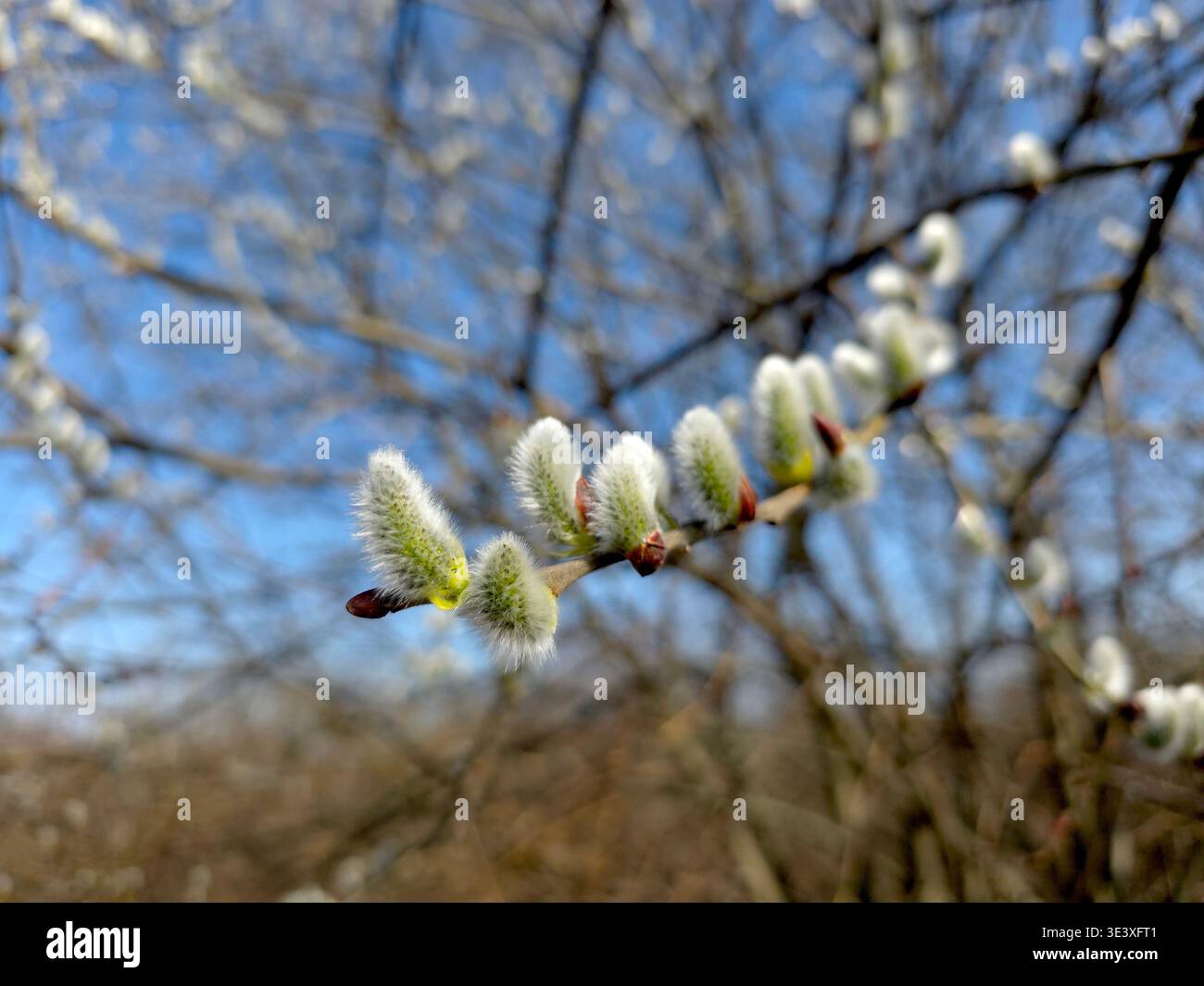 I ramoscelli di salice mostrano piccole fioriture soffici durante il sole primaverile. I rami sono vivi di colore contro un cielo azzurro. La natura prende vita durante la Foto Stock