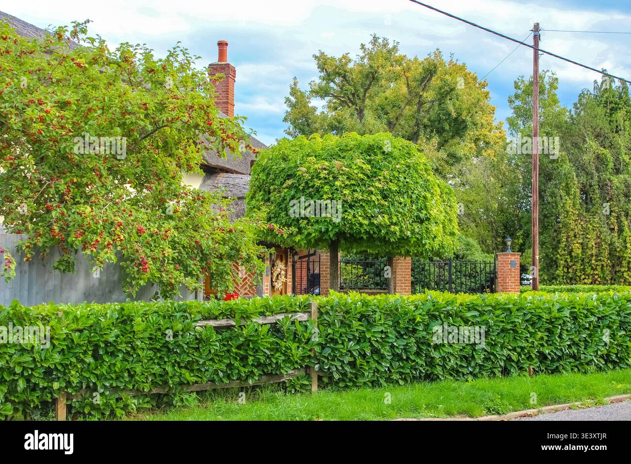 Un pittoresco cottage di paglia sorge dietro una lussureggiante siepe di ciliegio alloro. Un acero Globosum perfettamente rotondo e un biancospino carico di bacche danno risalto al giardino. Foto Stock