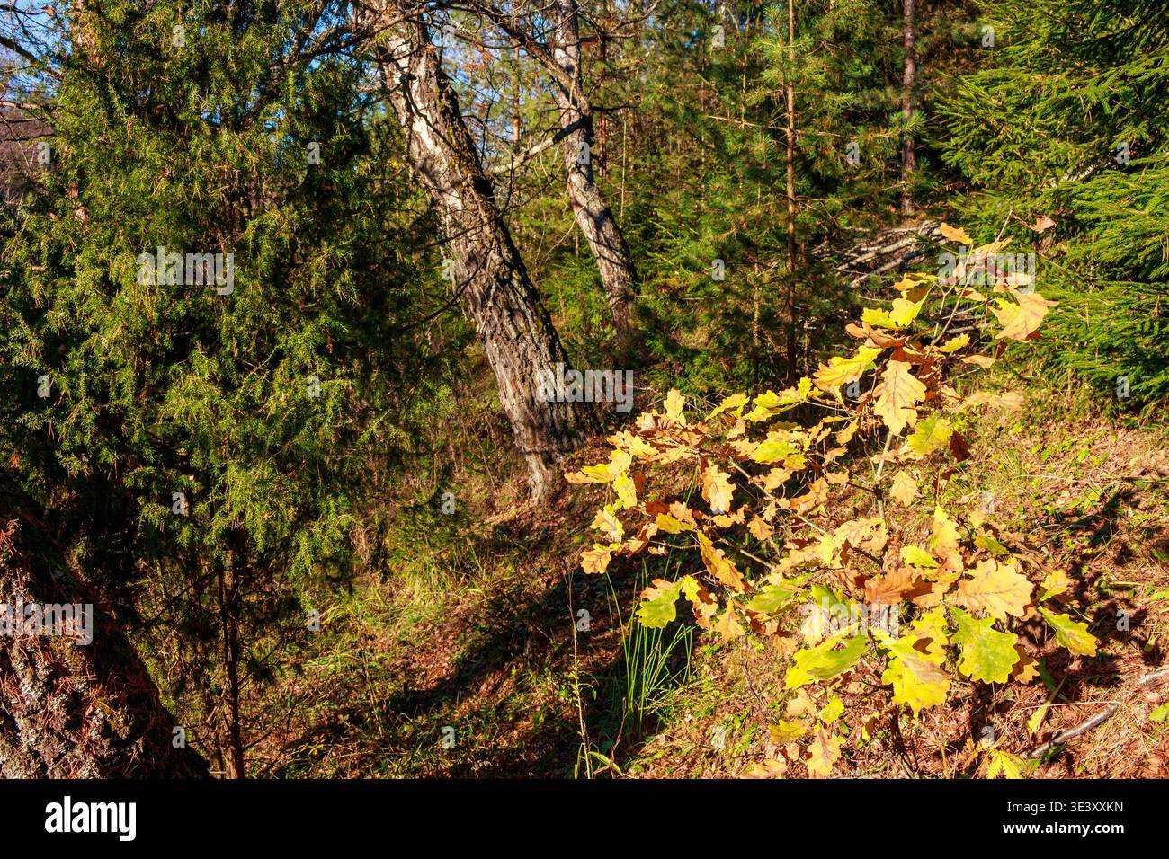 Le foglie di quercia dorata sbucano nella foresta soleggiata, accennando all'abbraccio dell'autunno. Tra le conifere verdi spicca una vivace macchia Foto Stock