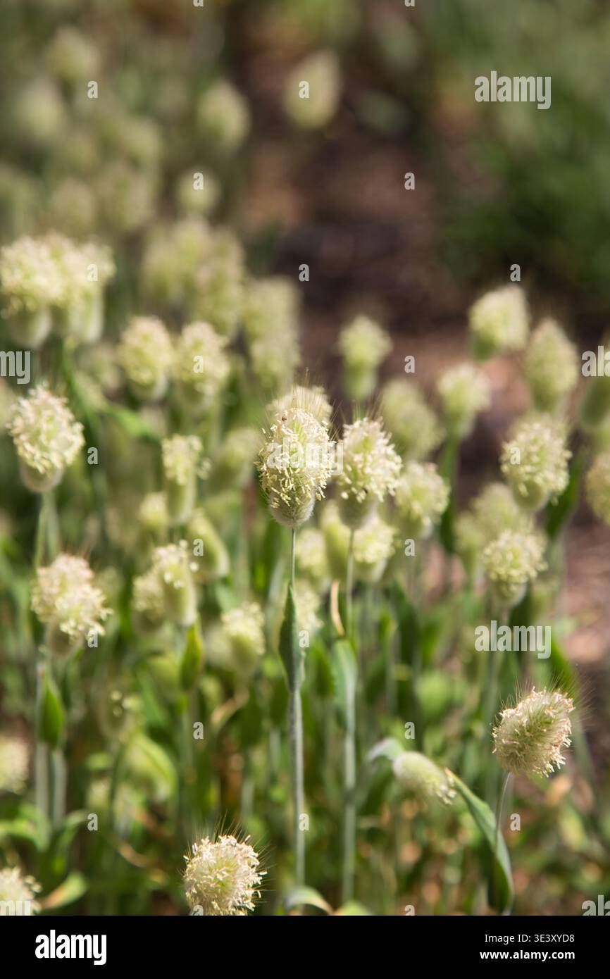 Primo piano di fiori selvatici in stile pale Allium sul sentiero costiero con soft bokeh Foto Stock