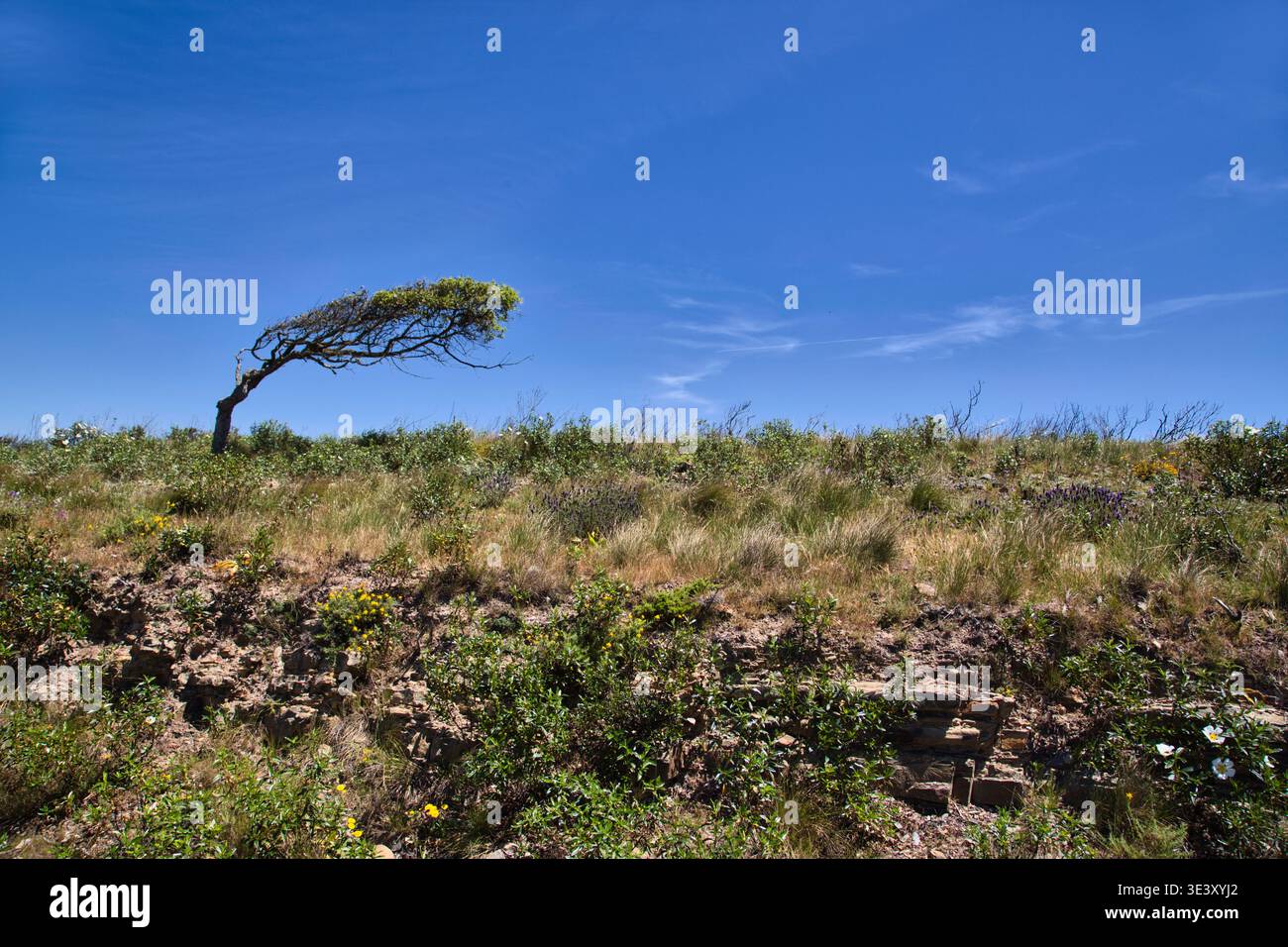 Lone Tree scolpito dal vento sul Coastal Trail con Scrubby Grass e Blue Sky Foto Stock
