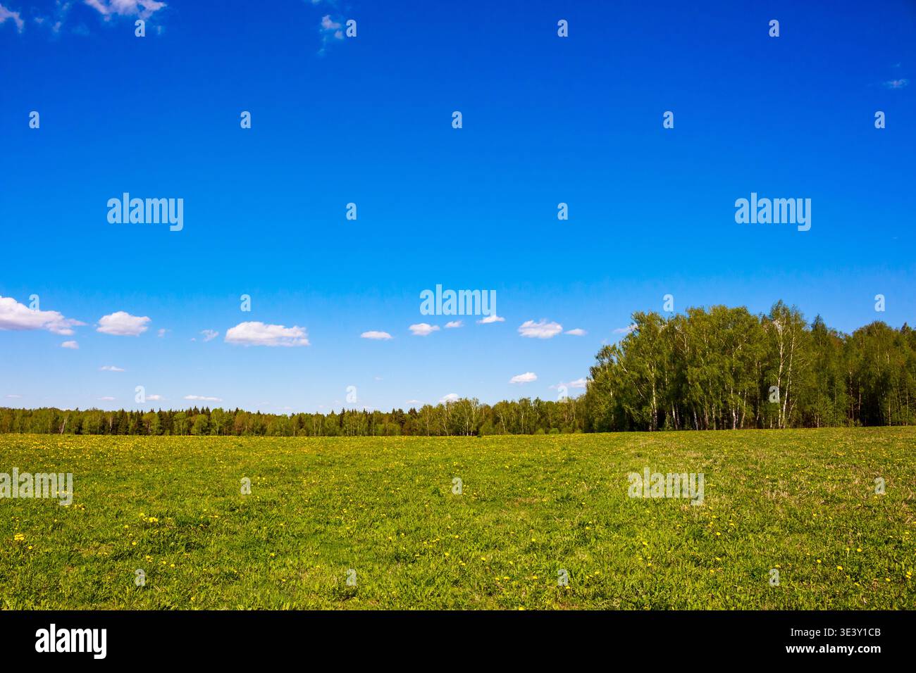 Lussureggiante prato verde punteggiato di leoni sotto un cielo blu vivace e nuvole bianche sparse. Una linea lontana di alberi primaverili freschi confina con il campo Foto Stock