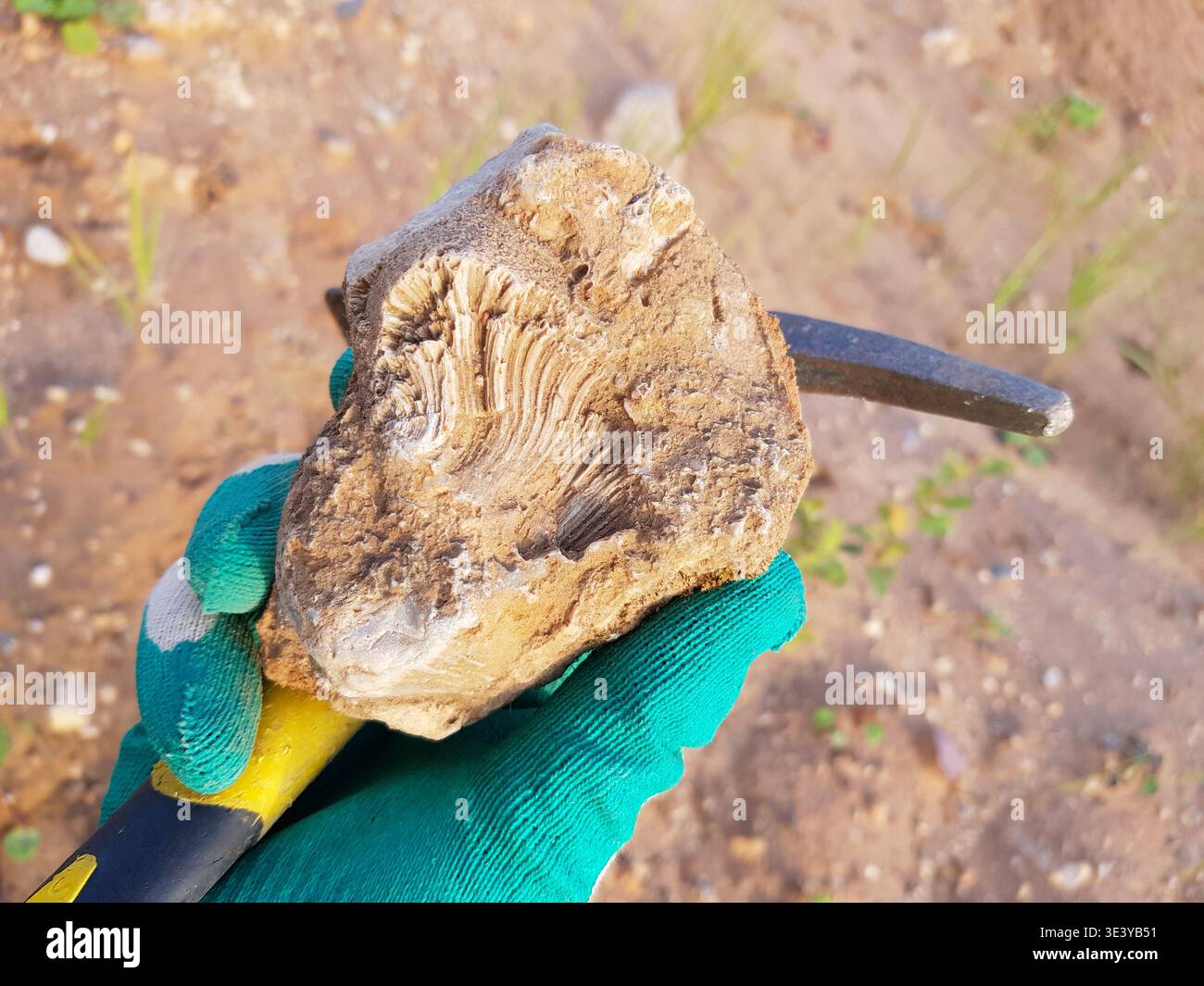 Un esemplare di spugna fossilizzata di Chaetetes tenuto in mano con guanti e un picchetto geologico, che mostra un'intricata struttura interna in un ambiente di cava illuminato dal sole Foto Stock