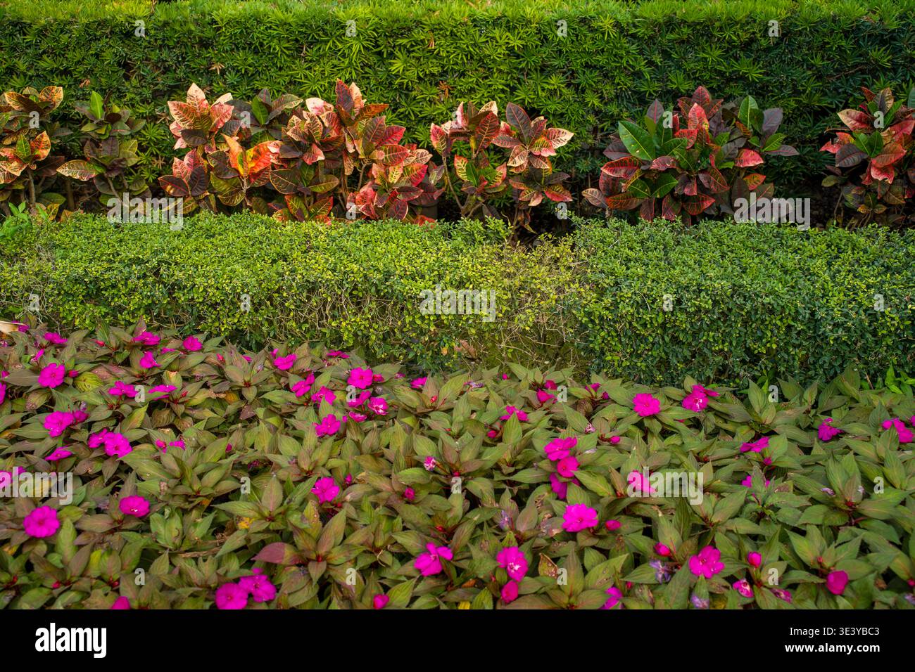 Una lussureggiante sistemazione paesaggistica include Impatiens rosa e siepi verdi accanto a arbusti decorativi in un ambiente botanico all'aperto. Foto Stock