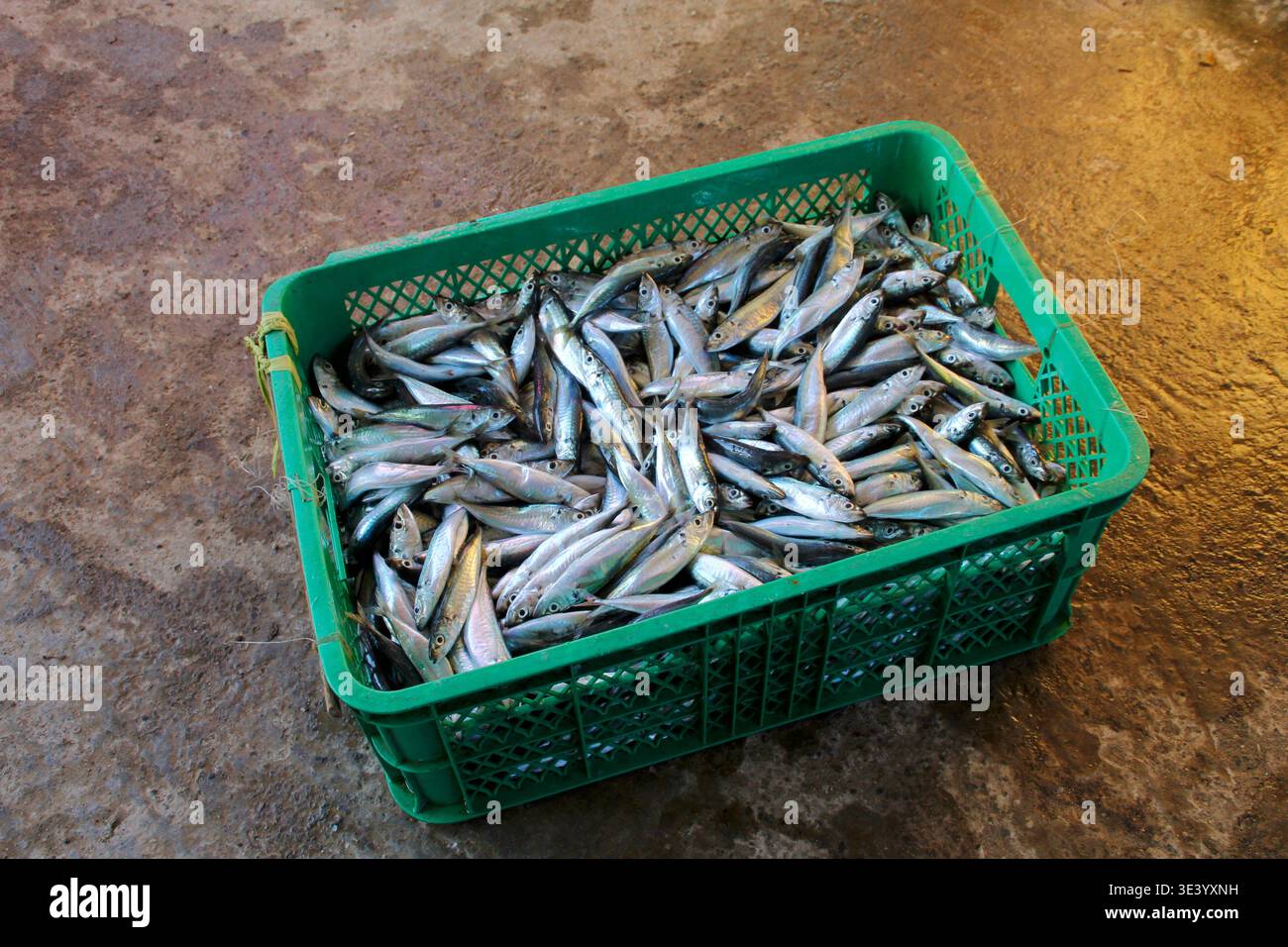 Piccoli pesci argentati riempiono una cassa su un mercato bagnato a Labuan Jambu, Sumbawa, mostrando un pescato fresco proveniente dalla pesca locale. Foto Stock