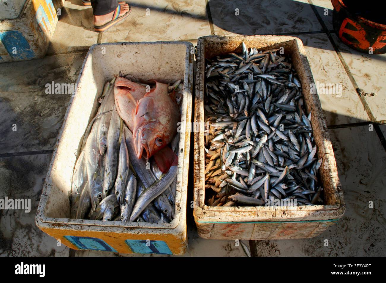 Il pesce fresco è accumulato in scatole di schiuma in un mercato a Labuan Jambu, Sumbawa, che include sardine e un lutiano rosso su una banchina piastrellata. Foto Stock