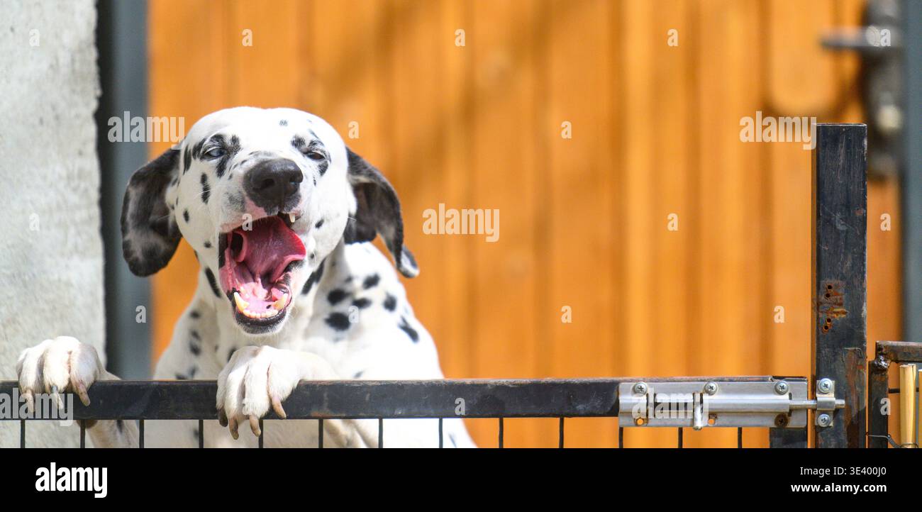 Un felice cane dalmata sbircia sopra un cancello di metallo nero. La sua bocca è spalancata in un'espressione gioiosa. Il cappotto bianco del cane è ricoperto di macchie nere. Behi Foto Stock