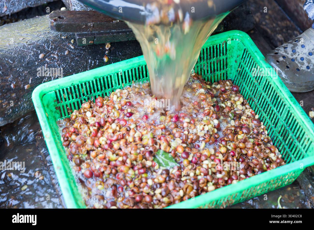 Primo piano raccogliere a mano semi di caffè maturo rosso robusta raccolta di frutti di bosco arabica fattoria di caffè. Le persone raccolgono i chicchi di caffè maturi le bacche rosse sono fresche Foto Stock