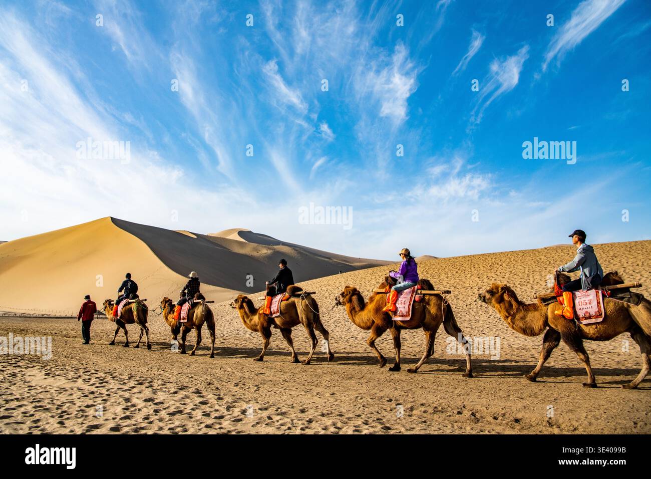 Cammelli che attraversano dune di sabbia vicino a Dunhuang, Gansu, Cina. Foto Stock