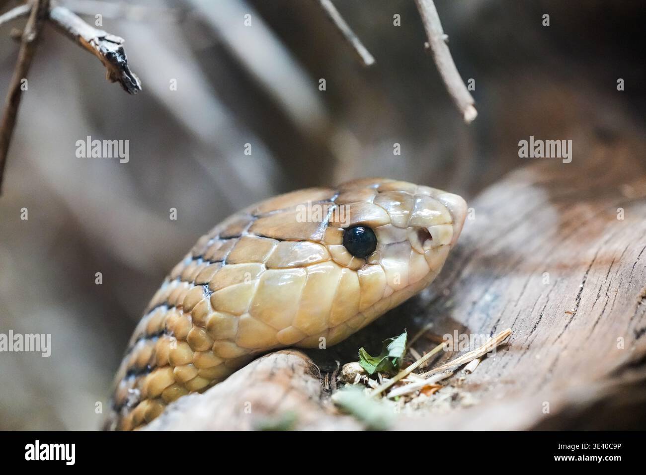 Ritratto di un cobra angolano. Primo piano del serpente. Foto Stock