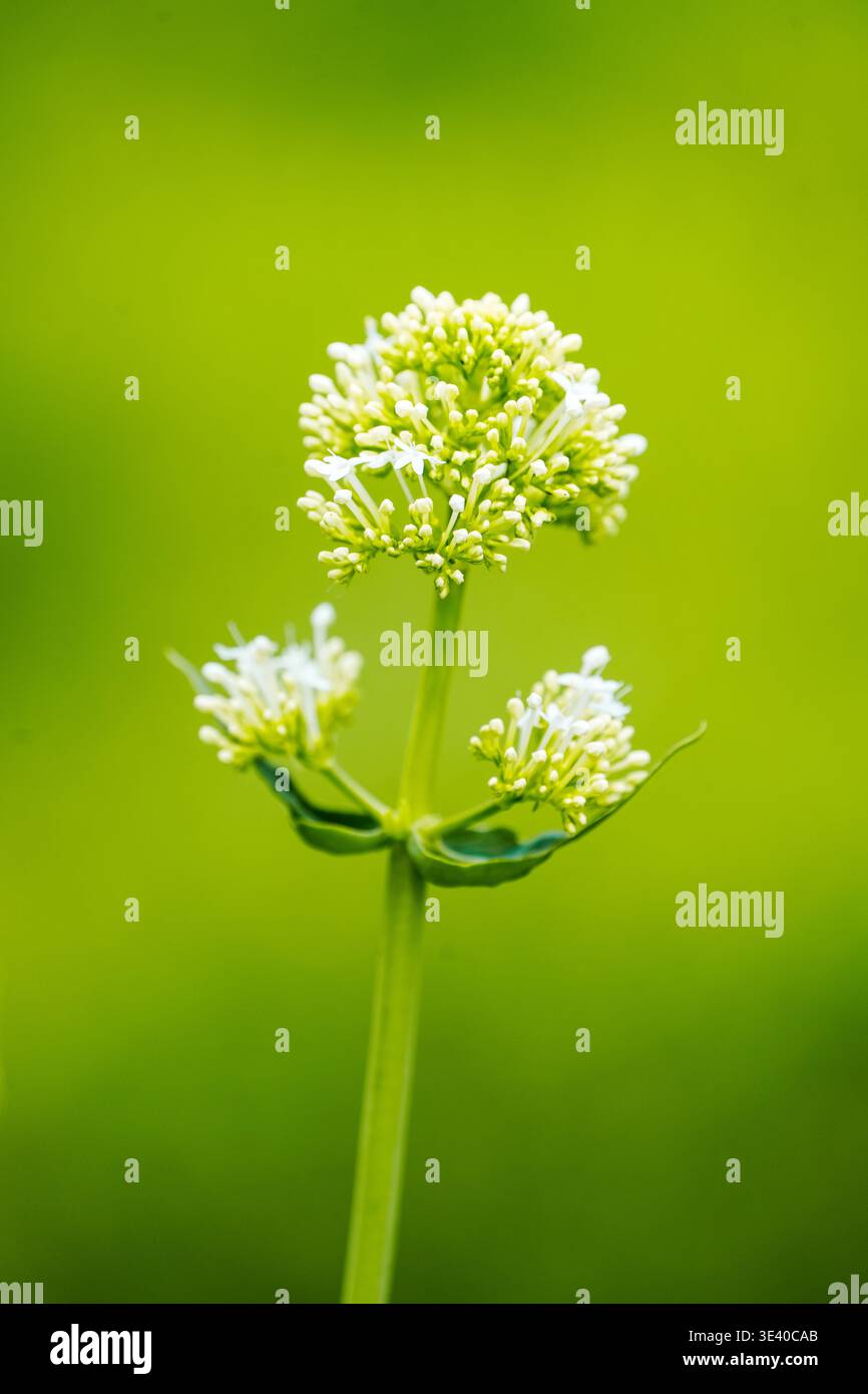 Fiore di valeriano bianco. Primo piano della pianta fiorita su sfondo verde. Foto Stock