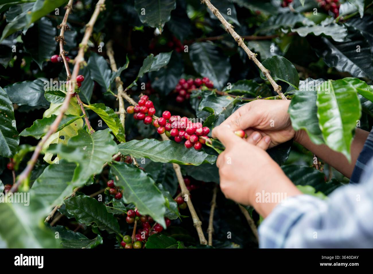 Farmer Concept raccoglie a mano semi di caffè maturi robusta bacca arabica primo piano fagioli di foglie verdi freschi raccolta arancia bacche gialle rosse pianta cruda tre Foto Stock