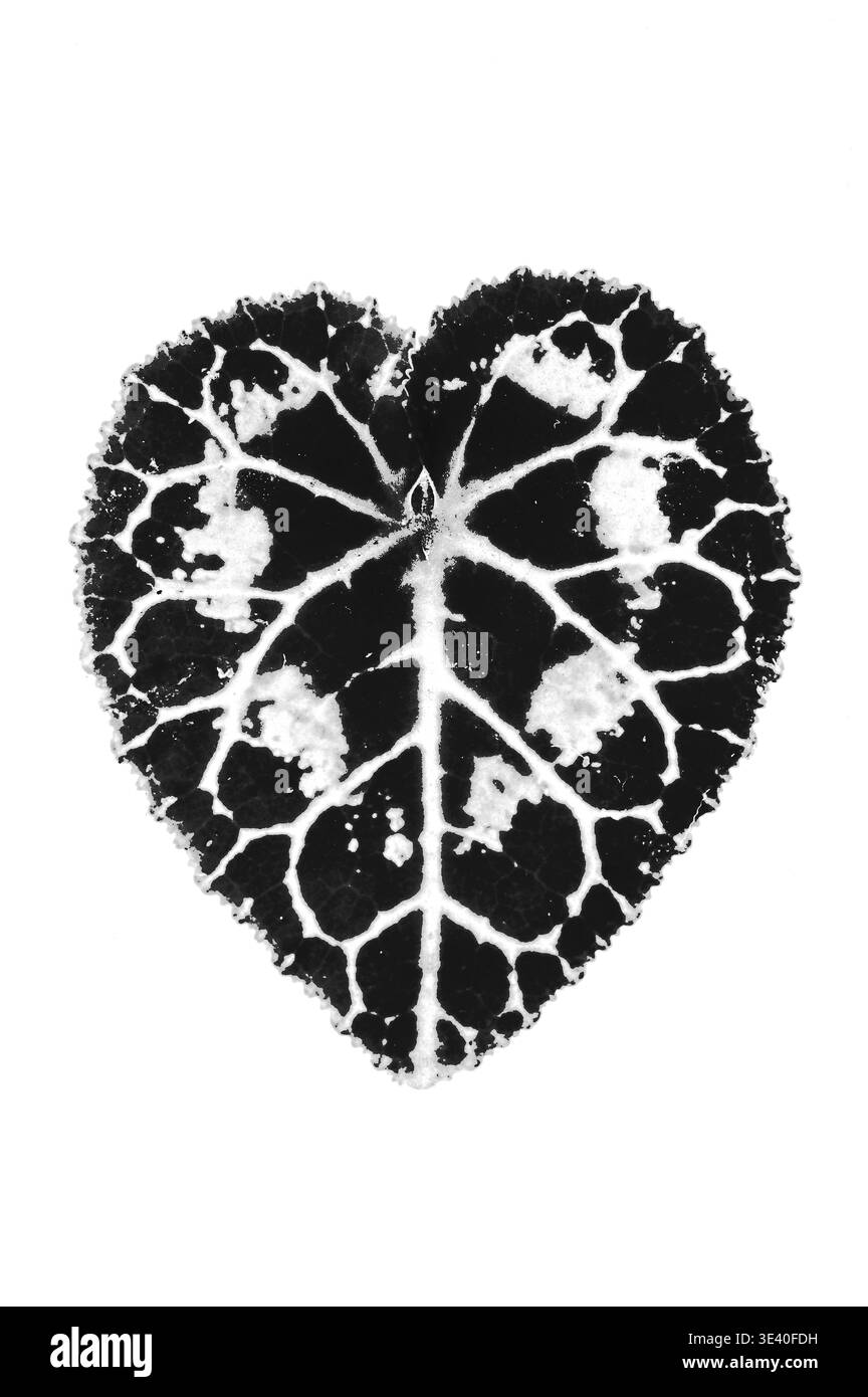 Immagine monocromatica grafica di una singola foglia a forma di cuore di Ciclamino che rivela vene e variegazioni Foto Stock