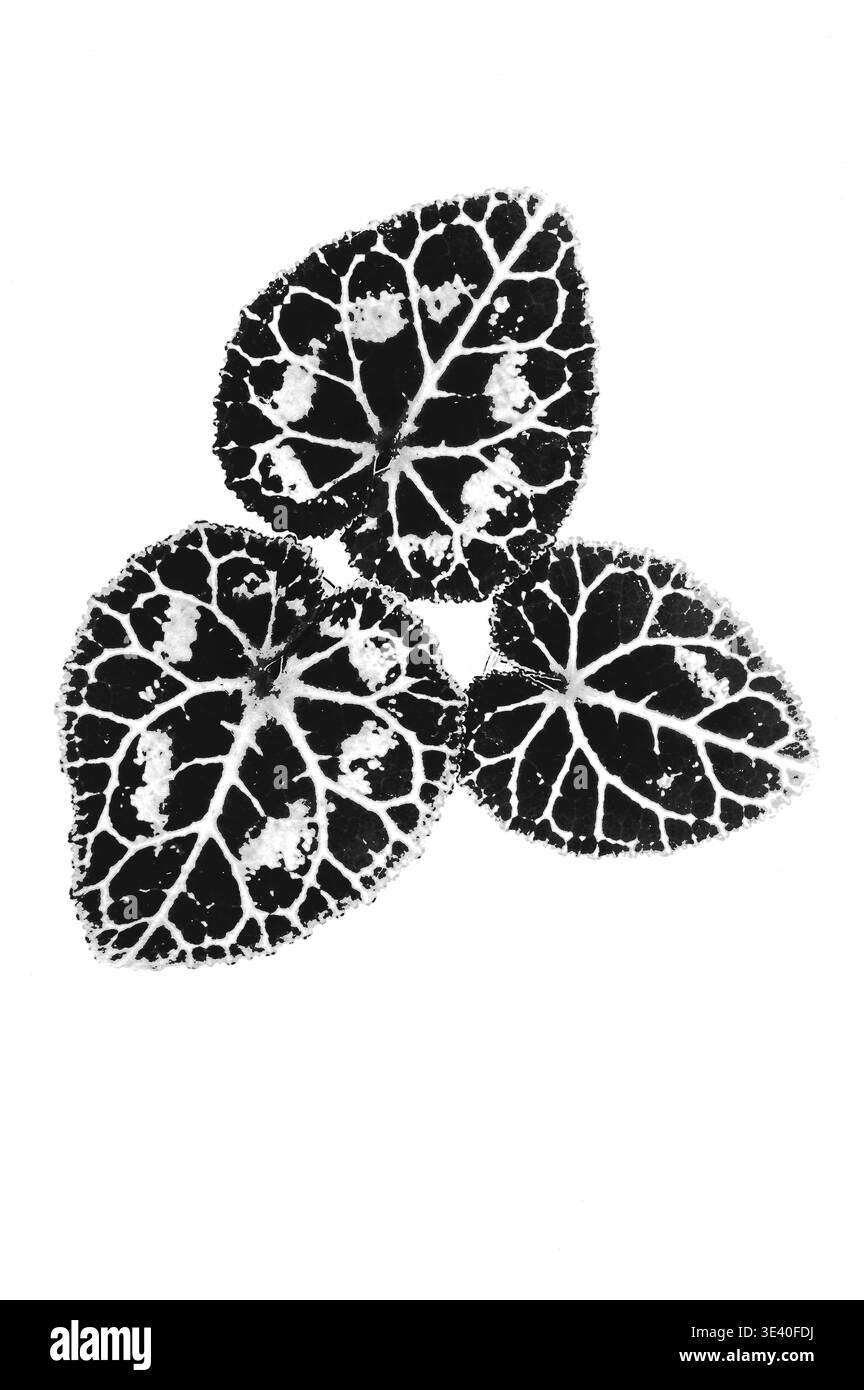Immagine monocromatica grafica di tre foglie a forma di cuore di Ciclamino che rivelano vene e variegazioni Foto Stock
