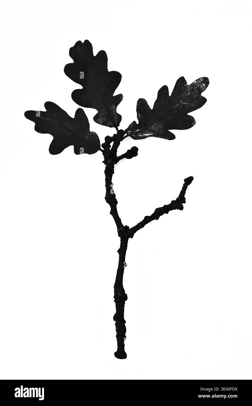 Immagine monocromatica grafica di una singola foglia a forma di cuore di Ciclamino che rivela vene e variegazioni Foto Stock