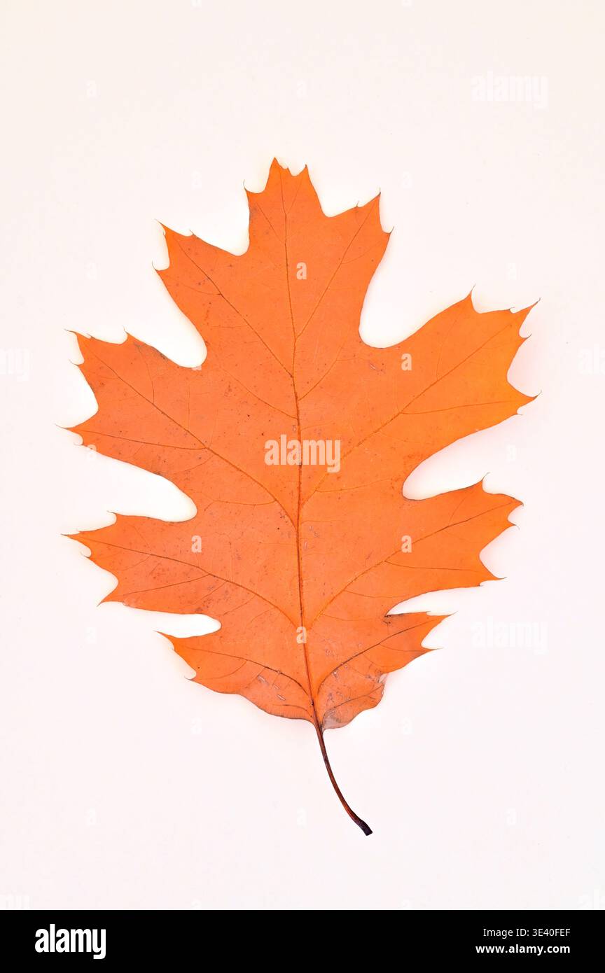 Singola foglia d'arancio autunnale di quercia rossa Foto Stock