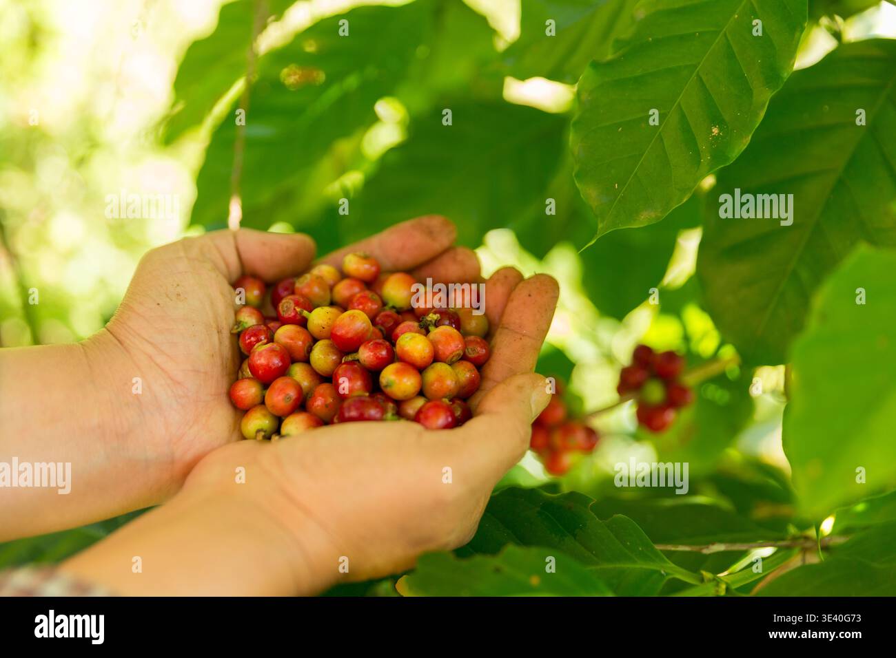 Primo piano raccogliere a mano semi di caffè maturo rosso robusta raccolta di frutti di bosco arabica fattoria di caffè. Le persone raccolgono i chicchi di caffè maturi le bacche rosse sono fresche Foto Stock