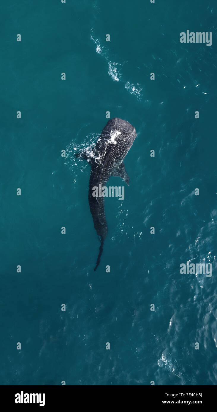 Vista aerea di uno squalo balena che nuota attraverso l'acqua blu profonda dell'oceano con schiuma bianca sulla superficie delle Filippine. Foto Stock