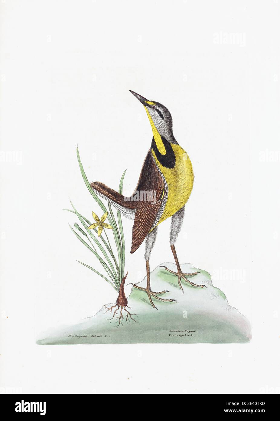 The Lark, di Mark Catesby circa 1731-43. Incisione colorata a mano dalla storia naturale della Carolina, della Florida e delle Isole Bahama. Foto Stock
