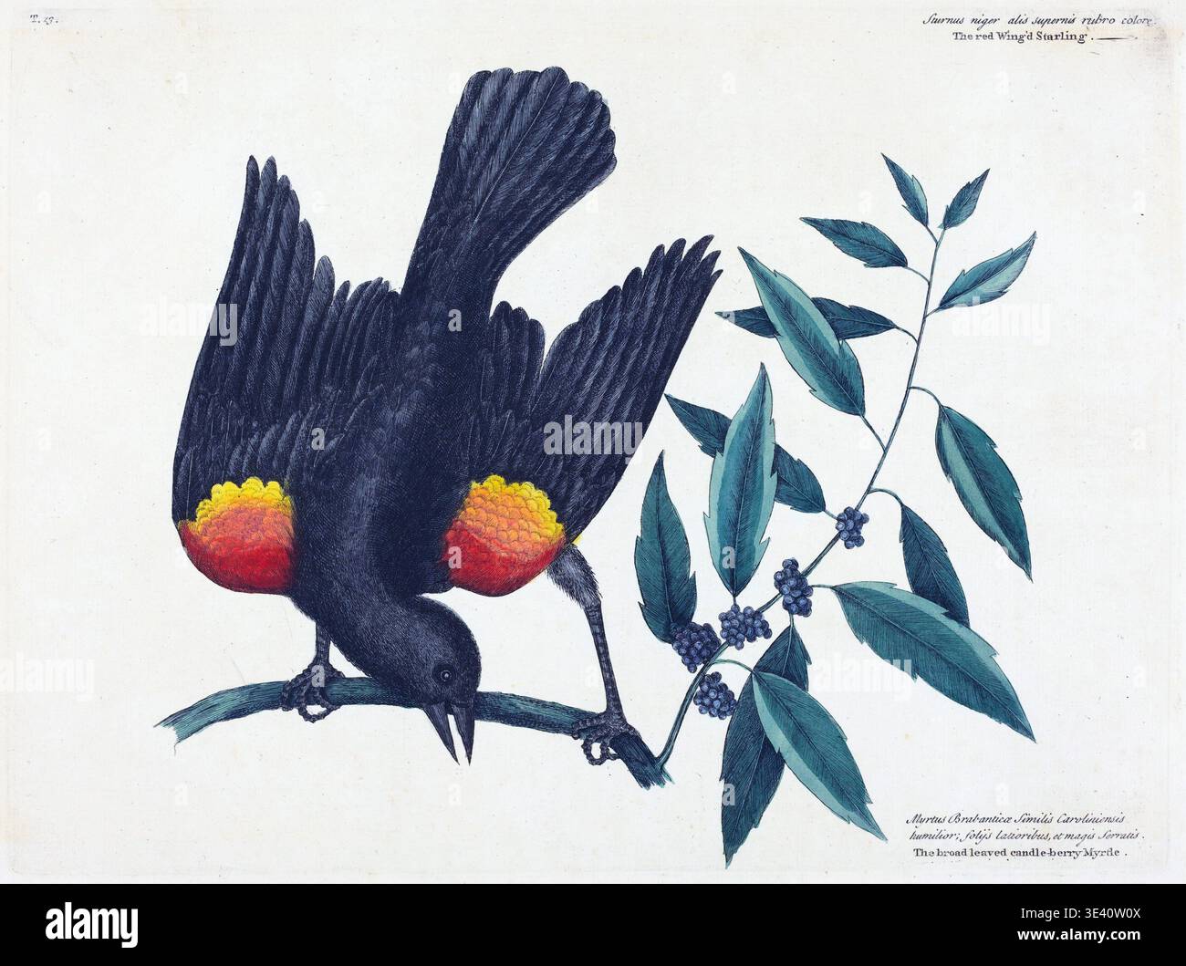 The Red Winged Starling (Oriolus phoeniceus) di Mark Catesby per The Natural History of Carolina, Florida, and the Bahama Islands, 1754 Foto Stock