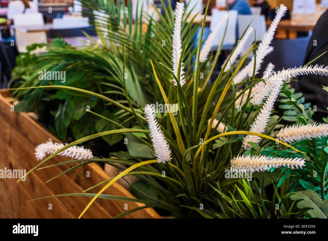 Actaea "Regina di Saba" Foto Stock