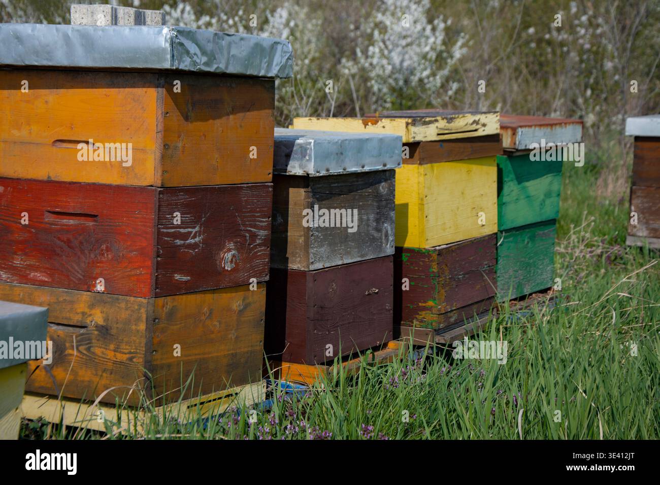 Alveari dipinti sul campo Foto Stock