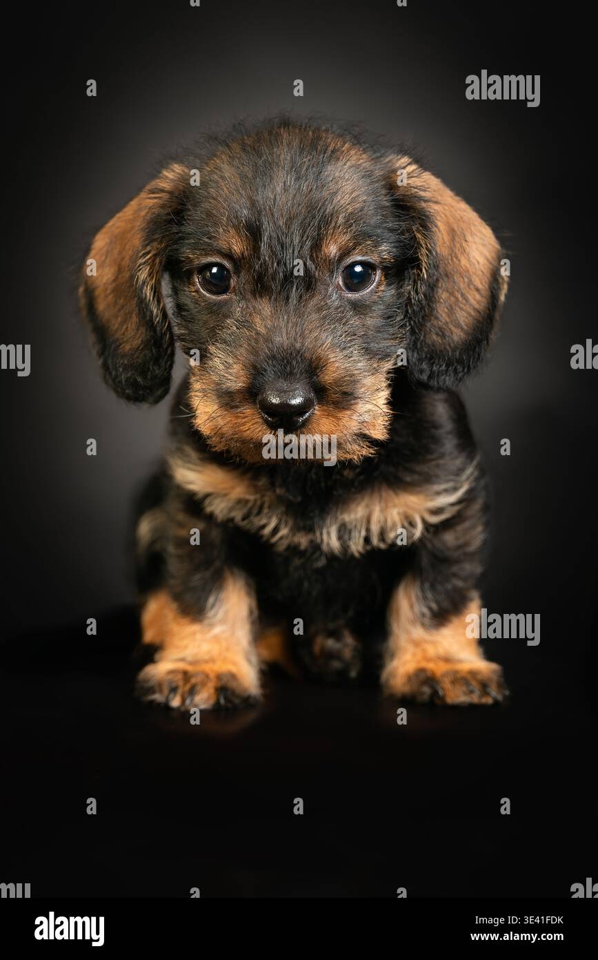 Simpatico cucciolo di dachshund su sfondo nero che fissa la fotocamera. Concentrati sul volto del cucciolo. Foto Stock
