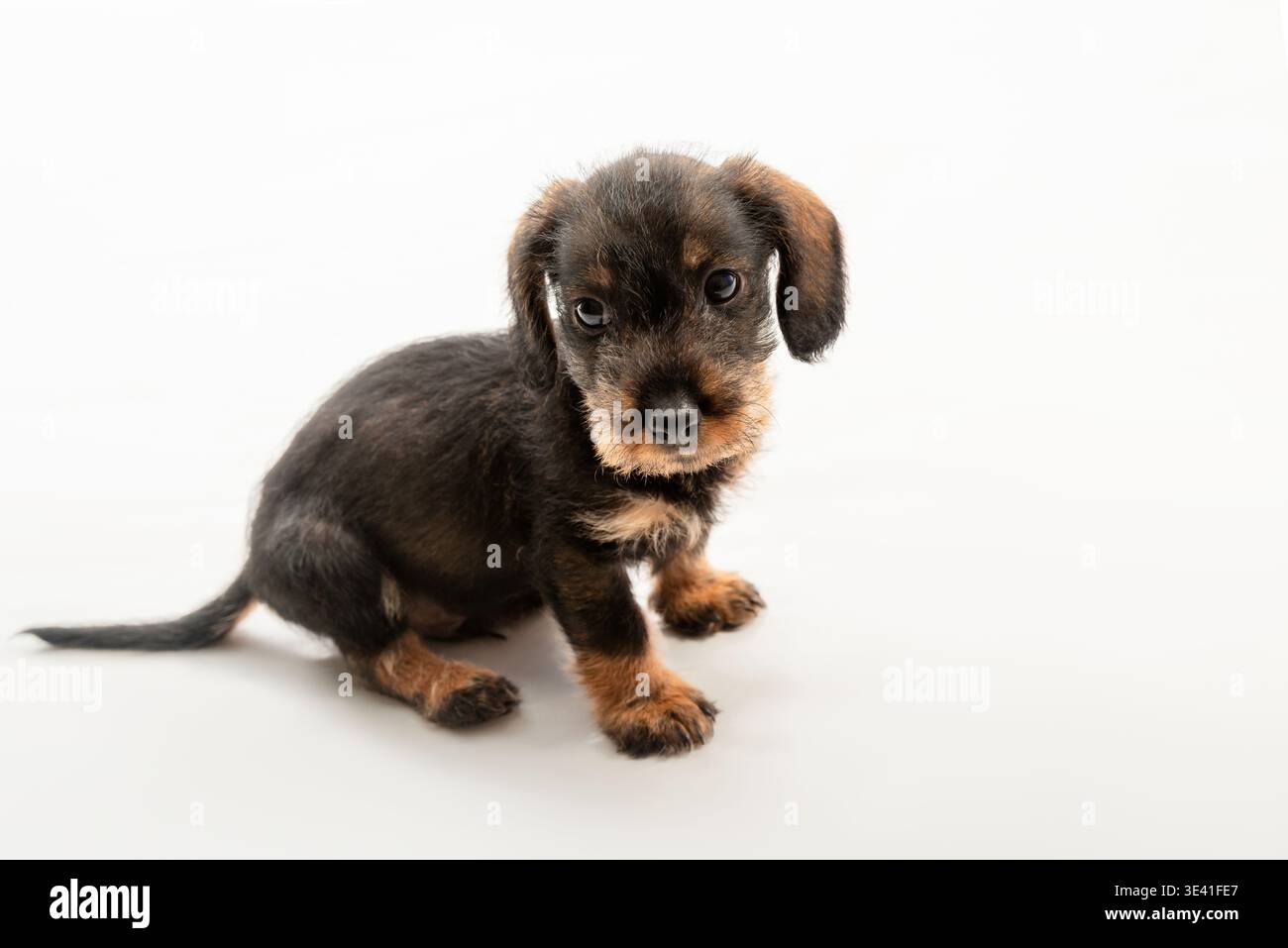 Adorabile cucciolo di dachshund isolato su sfondo bianco. Concentrati sul volto dell'animale. Foto Stock