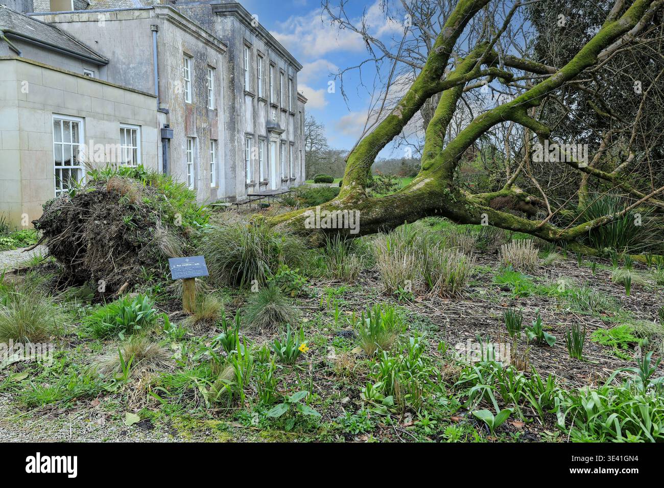 Un albero Acer Champion sradicato causato da danni provocati dalla tempesta a Trewithen Gardens, Truro, Cornovaglia, Inghilterra, Regno Unito Foto Stock