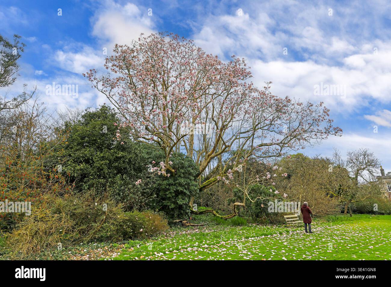 Trewithen Gardens, Truro, Cornovaglia, Inghilterra, Regno Unito Foto Stock