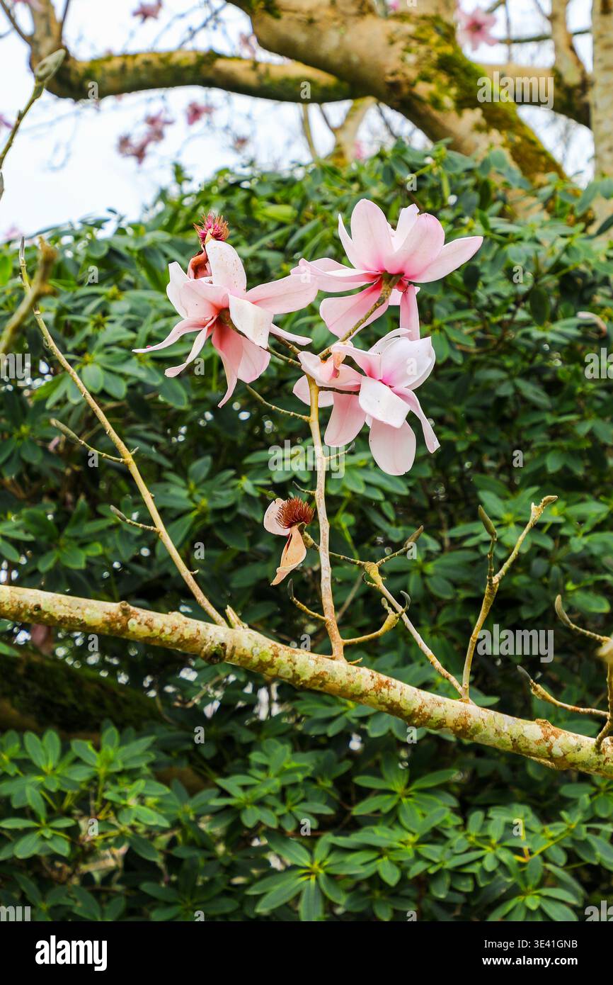 Trewithen Gardens, Truro, Cornovaglia, Inghilterra, Regno Unito Foto Stock