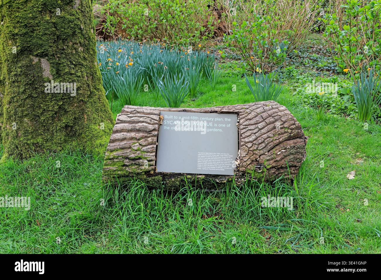 Un cartello su un tronco d'albero per Sycamore Avenue, Trewithen Gardens, Truro, Cornovaglia, Inghilterra, REGNO UNITO Foto Stock