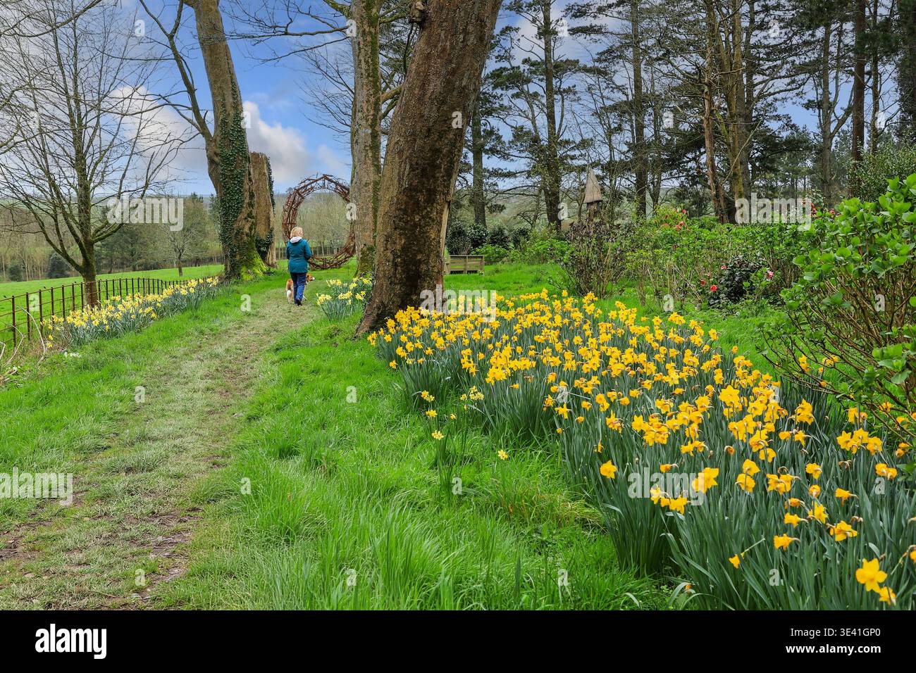 La Sycamore Avenue fiancheggiata da Daffodils, che conduce all'Henheadhow Cirlce, Trewithen Gardens, Truro, Cornovaglia, Inghilterra, REGNO UNITO Foto Stock
