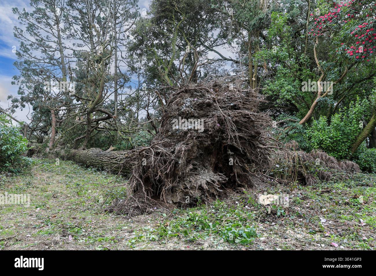 Un albero sradicato causato dai danni causati dalla tempesta a Trewithen Gardens, Truro, Cornovaglia, Inghilterra, Regno Unito Foto Stock