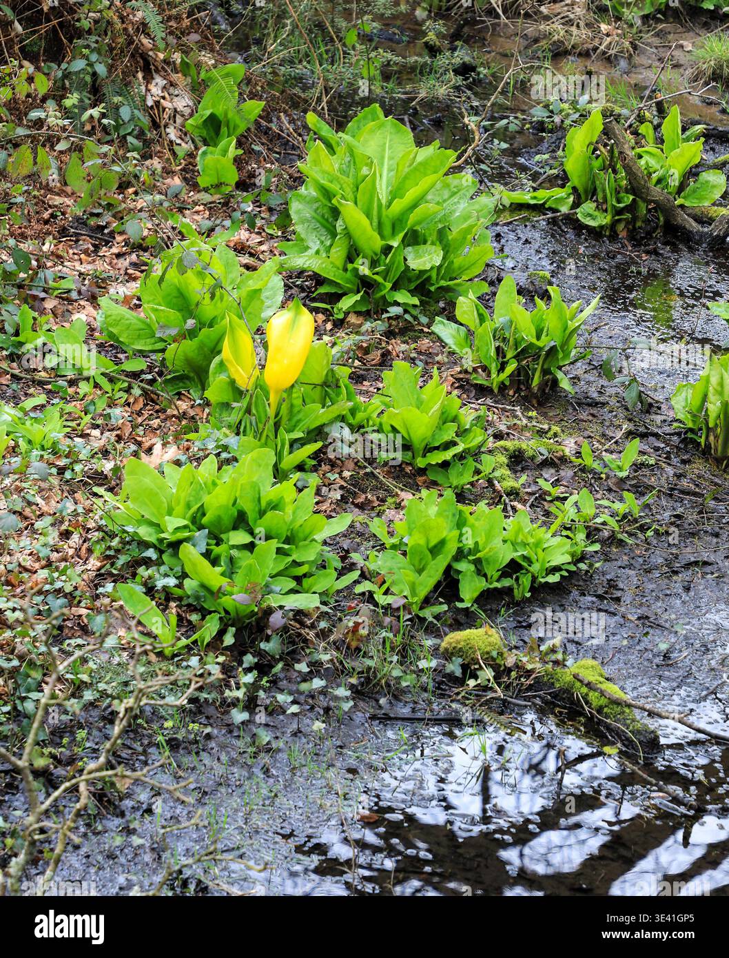 Symplocarpus foetidus, comunemente noto come cavolo Skunk nei giardini Trewithen, Truro, Cornovaglia, Inghilterra, Regno Unito Foto Stock