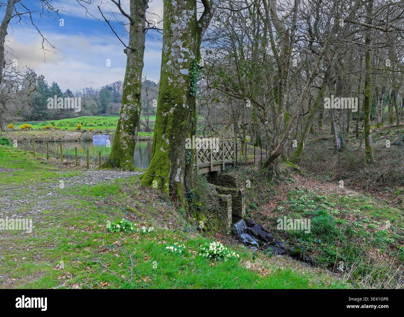Eagle Ponds a Trewithen Gardens, Truro, Cornovaglia, Inghilterra, Regno Unito Foto Stock