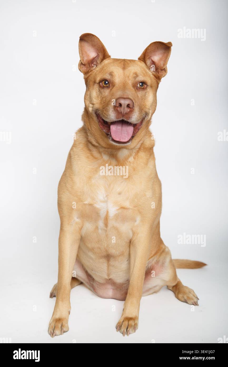 Cane di razza mista Tan che posa su uno sfondo bianco per un ritratto al chiuso Foto Stock